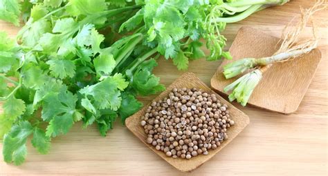 Coriander Vs. Cilantro - How Do They Compare?