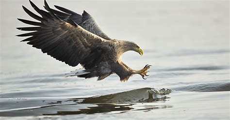 White-tailed eagle gathering in Oder Delta presents magnificent ...