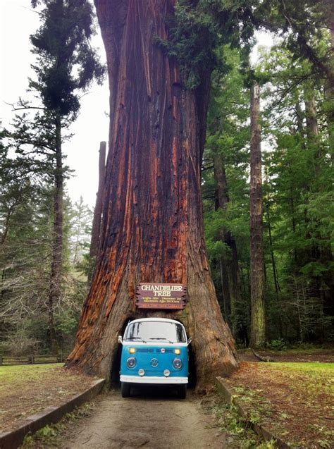 Drive Through a Redwood