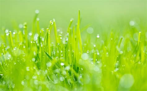 HD wallpaper: Grass, Dew, Green, Light, green color, plant, freshness, drop | Wallpaper Flare