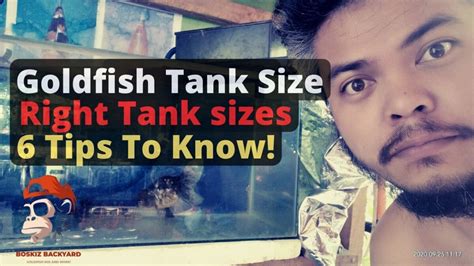 Goldfish Tank Size Guide: The right tank sizes for Quality goldfish - BOSKIZ BACKYARD