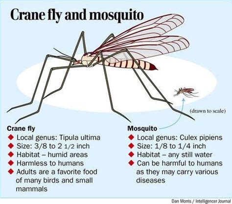 Crane Fly | Sherdog Forums | UFC, MMA & Boxing Discussion