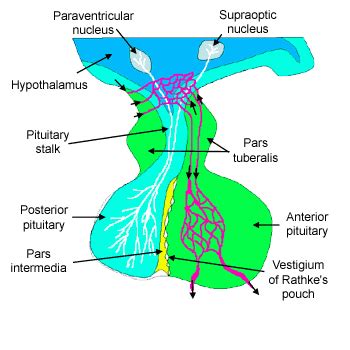 Glandular tissue: The Histology Guide