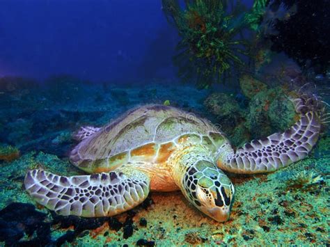 The Hawksbill Turtle Sleeping on the Earth Floor Underwater during a Leisure Dive in Mabul ...