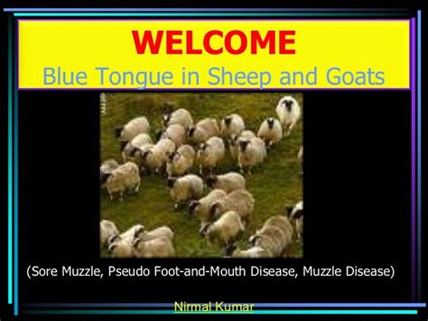 Blue tongue disease in sheep and goats