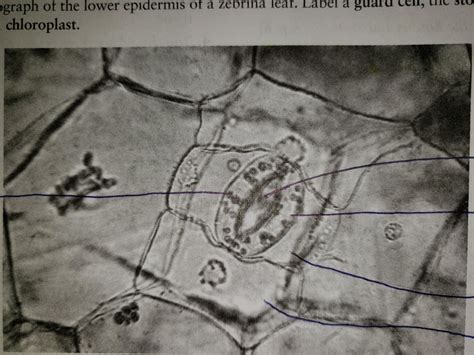 Lower epidermis of zebrina leaf Diagram | Quizlet