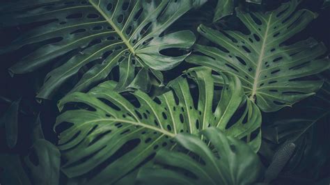 leaves, Green, Nature, Philodendron HD Wallpapers / Desktop and Mobile Images & Photos