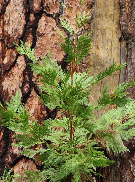 Incense Cedar | Medium Tree Seedling – SequoiaTrees.com