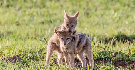 Photoseries: Playful black-backed jackal pups - Africa Geographic