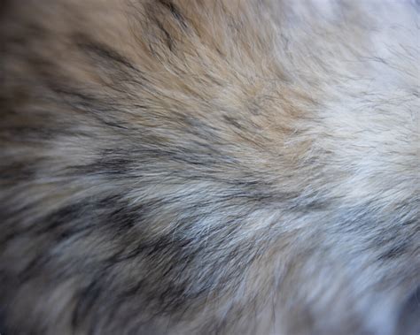 Fur Texture Background Royalty-Free Stock Photo