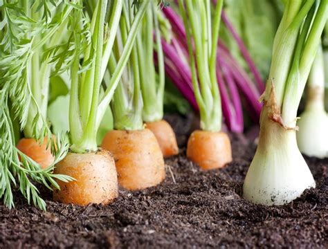 5 Vegetables To Plant Now For a Fall Harvest - Backyard Boss