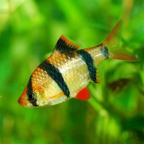 Colorful Freshwater Fish for Beginners - Aquarium Tidings