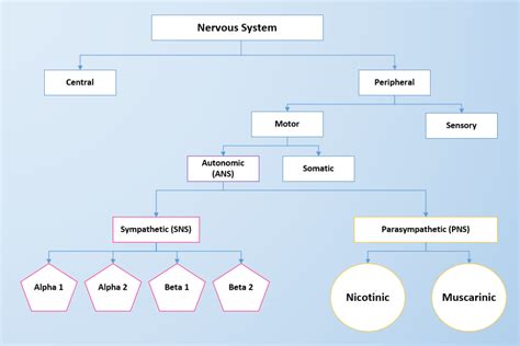 4.2 Autonomic Nervous System Basics – Nursing Pharmacology