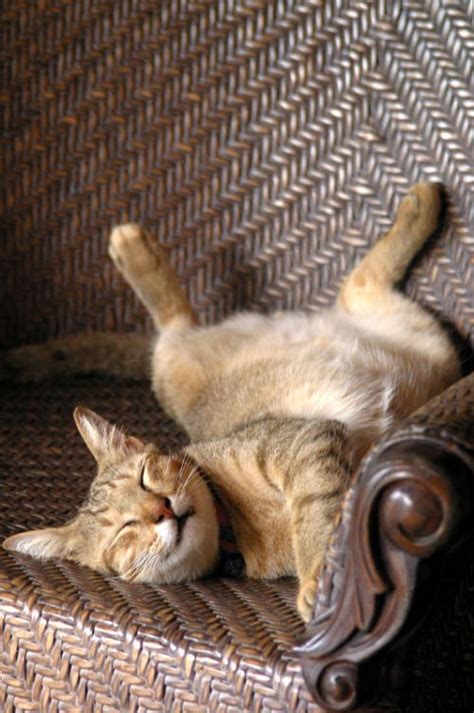 20 Irresistably Cute Photos of Cats Sleeping