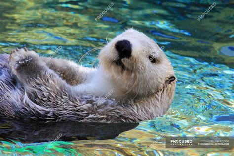 Adorable sea otter swimming in blue water — beautiful, outdoors - Stock Photo | #194922956