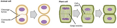 Cytokinesis | Biology for Majors I