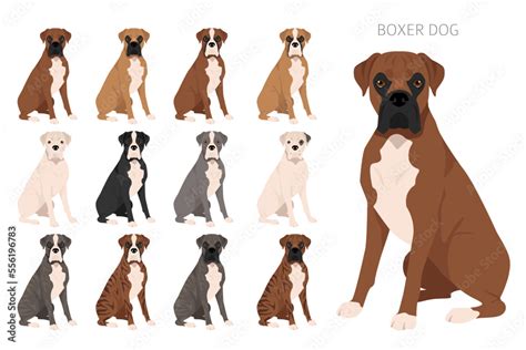 Boxer dog clipart. All coat colors set. Different position. All dog breeds characteristics ...