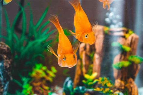 23 Ideal Tank Mates for Your Goldfish - AC Aquarium Life