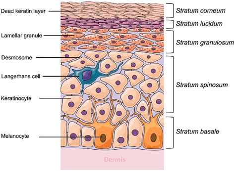 Epidermal Layers Diagram