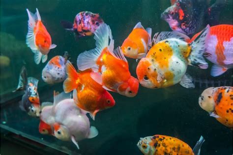 7 Different Types Of Goldfish Breeds You Absolutely Need To Know About