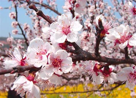 Visual Delight: Ladakh Apricot Blossom Festival Is A Traveler