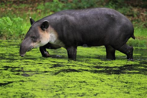 Baird s tapir stock photo. Image of mammal, adult, bairdii - 31211024