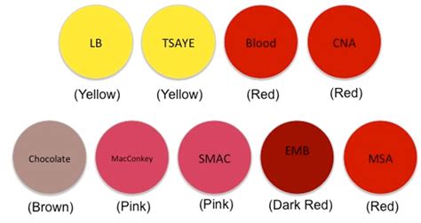 Microbiology - Agar Plates Diagram | Quizlet