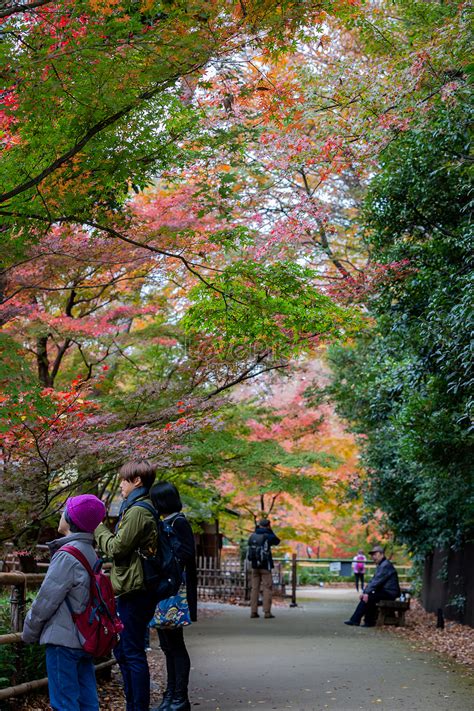 Autumn Scenery In Japan Picture And HD Photos | Free Download On Lovepik