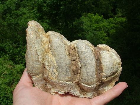 Fossil Tooth Identification - Fossil ID - The Fossil Forum