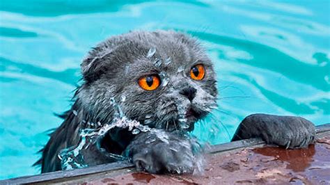 Funny Cats in Water - Viral On The Web Now