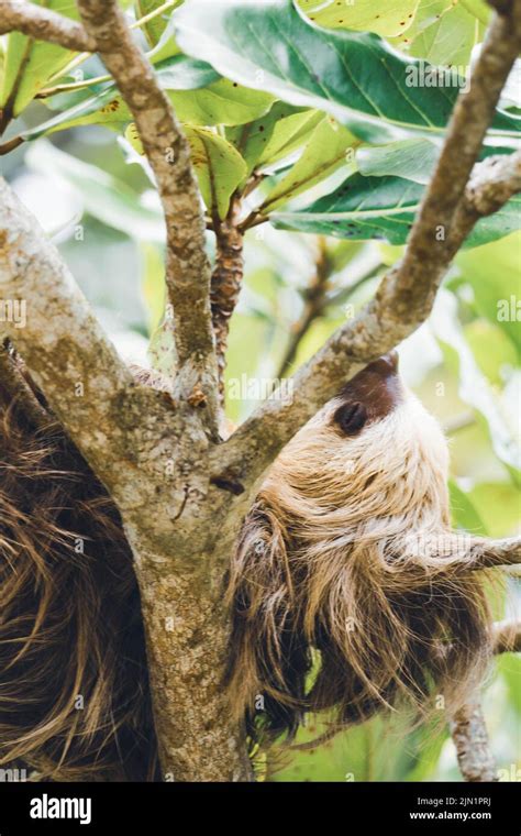 sloth sleeping on a tree branch Stock Photo - Alamy