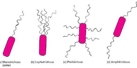 Bacterial Flagella: Structure, importance and examples of flagellated bacteria - Learn ...