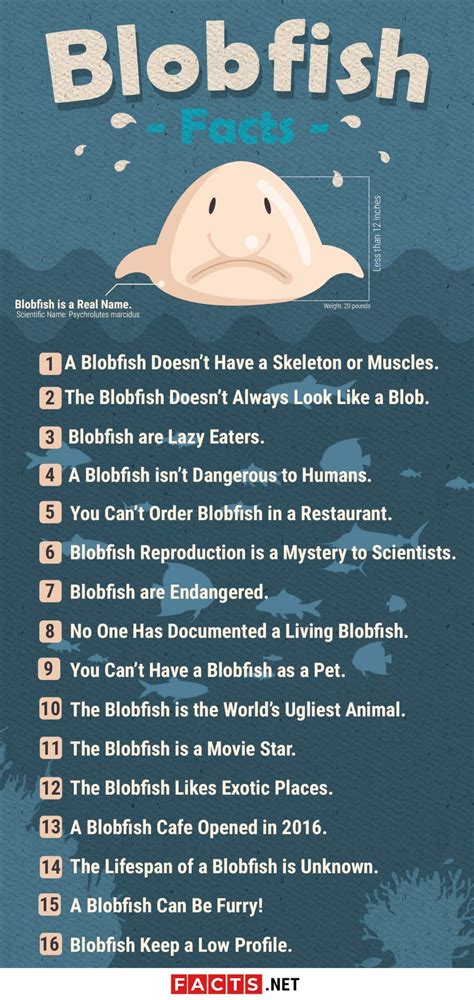 Blobfish Facts: Appearance, Diet, Predators & More - Facts.net