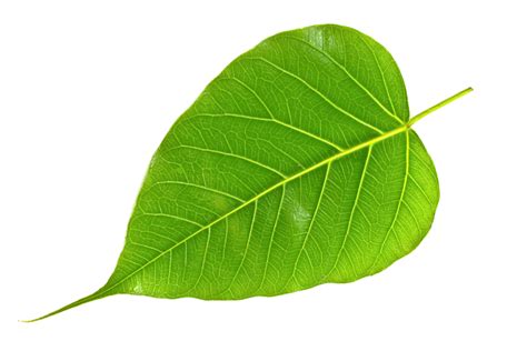 Peepal Leaves (Ashvattha) - Ayurvedic Ingredients Uses & Benefits | Forest Essentials | Forest ...