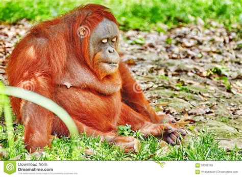 Orang Utan. stock photo. Image of biped, borneo, adult - 58368186