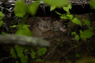 Breeding - The Canada Lynx