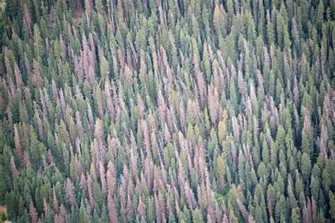 Aerial Survey Shows Bark Beetle Damage Still Spreading In Colorado | KUNC