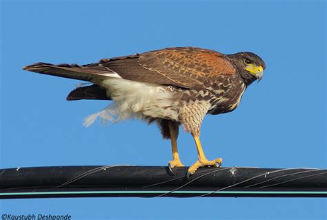 Harris's Hawk - North-Central Texas Birds