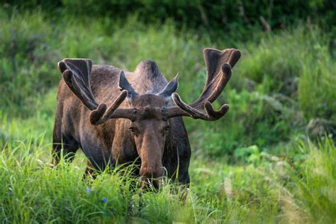 Wildlife in Alaska - All About Alaska's Wildlife | Travel Alaska