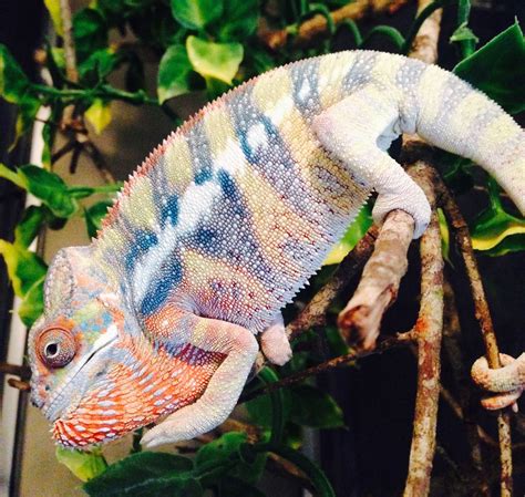 Juvenile Holdback Male Ambilobe Panther Chameleon for Sale #1 | Buy Panther Chameleons | FL Chams