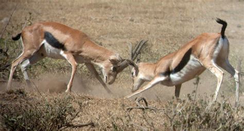 Thomson’s Gazelle – Gazella thomsoni - Ground Mammals