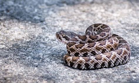 Juvenile Timber Rattlesnake