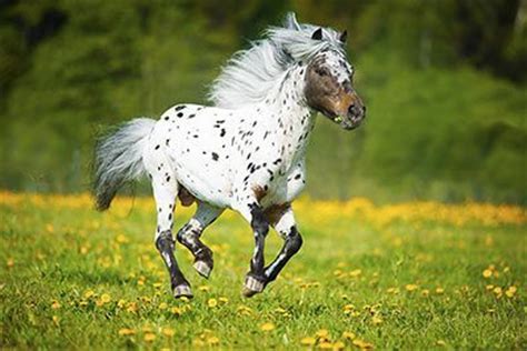 Shetland Pony » Horse Breed Profile » Facts, Colors, Pictures