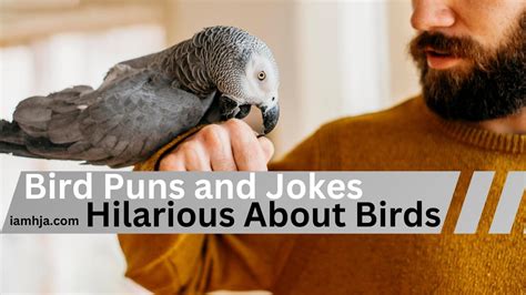 90+ Bird Puns and Jokes: Hilarious About Birds