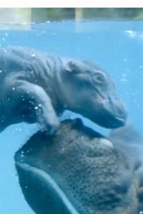 Baby Hippo And Mom Swim Adorably At San Diego Zoo | Baby hippo, San ...