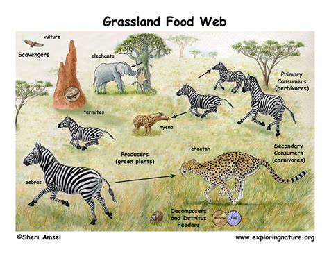 African Grassland (Savanna) Food Web