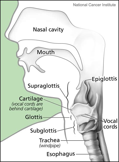 The Larynx | Medika Life :: Understanding Human Anatomy