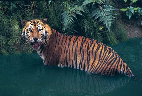 Sumatran tiger | mammal | Britannica