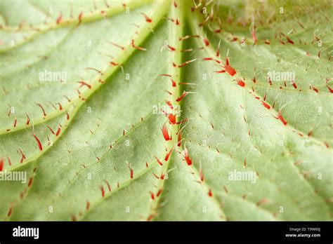 Texture of plant leaf, closeup Stock Photo - Alamy