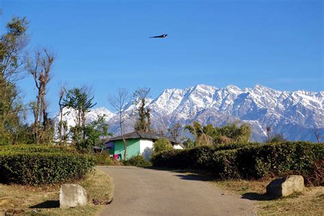 Visit Palampur: 2024 Travel Guide for Palampur, Himachal Pradesh | Expedia